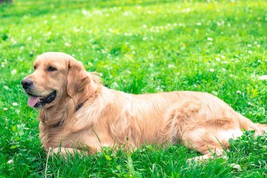 güzel golden retriever portresi