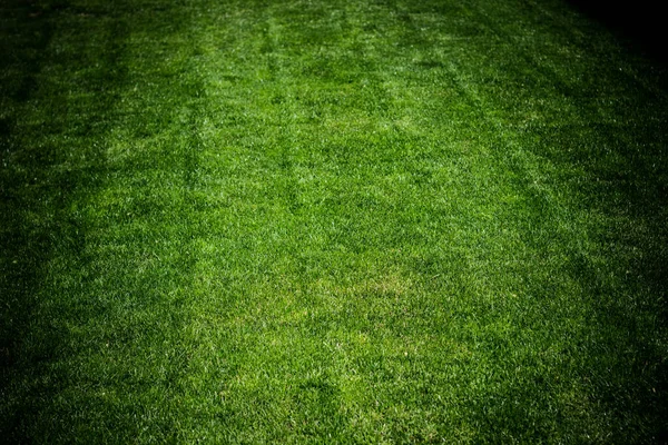 Lush green lawn, landscaping backyard or lawn garden