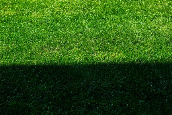 Lush green lawn, landscaping backyard or lawn garden
