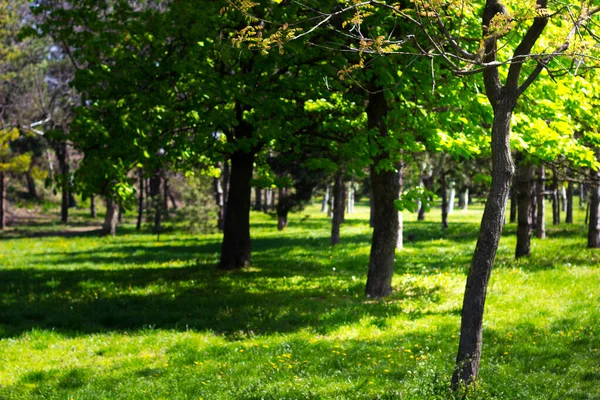 Лето Аллее Парковых Деревьев Пустая Кирпичная Дорога Парке — стоковое фото