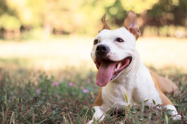 American Staffordshire Teriyeri yerde yatıyor. Parkta..