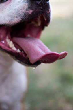 Köpekler çenelerini kapatır. Büyük bir gülümsemesi olan köpek.