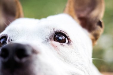 American Staffordshire Teriyeri yerde yatıyor. Parkta..