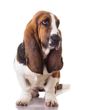 Şirin Basset köpeği oturuyor ve bakıyor, beyazın üzerinde tek başına.