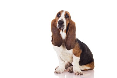 Şirin Basset köpeği oturuyor ve bakıyor, beyazın üzerinde tek başına.