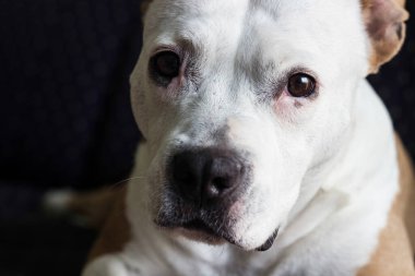 Güzel bir portre köpeği ev ortamından kameraya bakar. Bekliyor, özlüyor, dikkat ediyor, yalnız ve eğitimli.