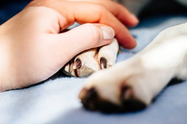Genç bir kadın köpeğinin patisini tutuyor. Köpek elini yalıyor.