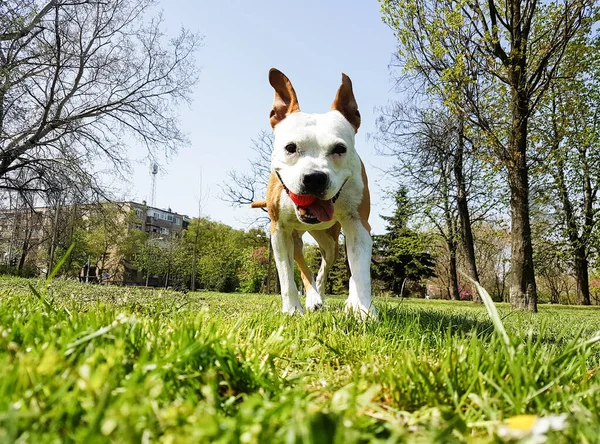 Happy Dog Playing Ball Green Grass Park — 스톡 사진