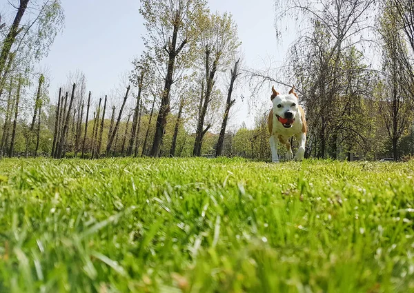 Happy Dog Playing Ball Green Grass Park — 스톡 사진