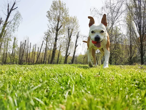 Szczęśliwy Pies Bawiący Się Piłką Zielonej Trawie Parku — Zdjęcie stockowe