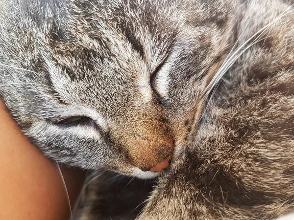 Sleeping cat on human hands