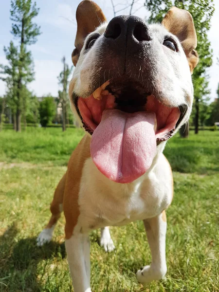 Sweet Smiling Dog Park — Stockfoto