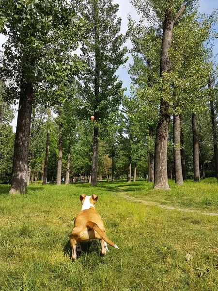 Happy Dog Jumps Park — ストック写真