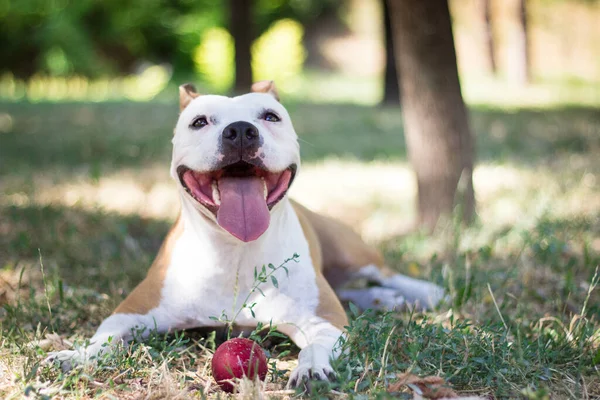 Happy Dog Těší Krásném Dni Veřejném Parku — Stock fotografie