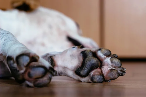 Tembel köpek yerde uyku