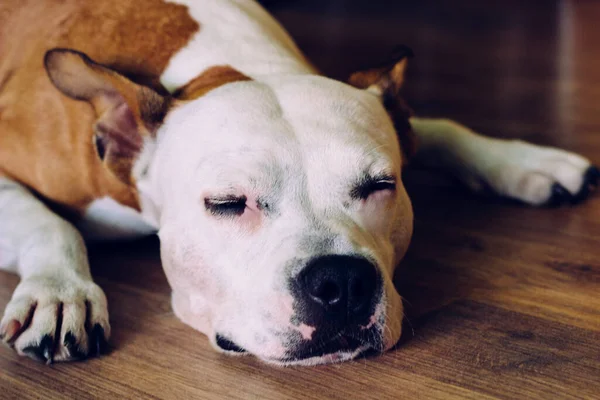 Ленивая Собака Спит Полу — стоковое фото