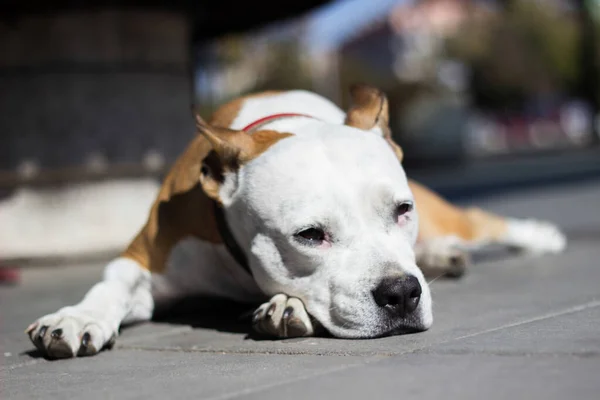 Tired dog resting outdoors. Leaning on his legs