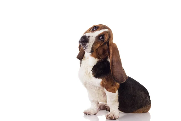 Симпатичная Собака Бассета Сидит Смотрит Вверх Изолированная Белом — стоковое фото