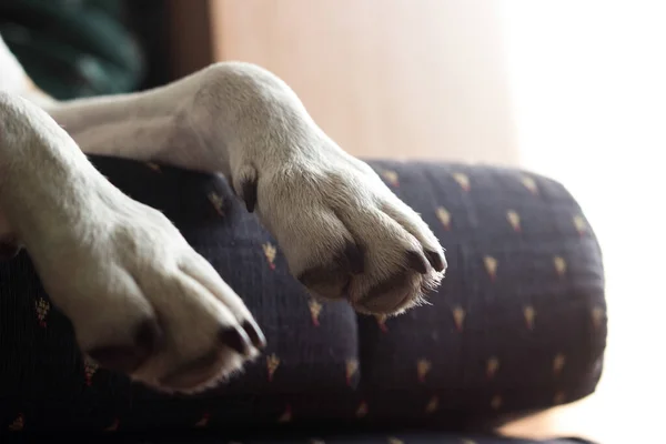 Dog sleeping on the bed. Dog paws