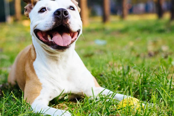 American Staffordshire Terrier Lying Park — Zdjęcie stockowe