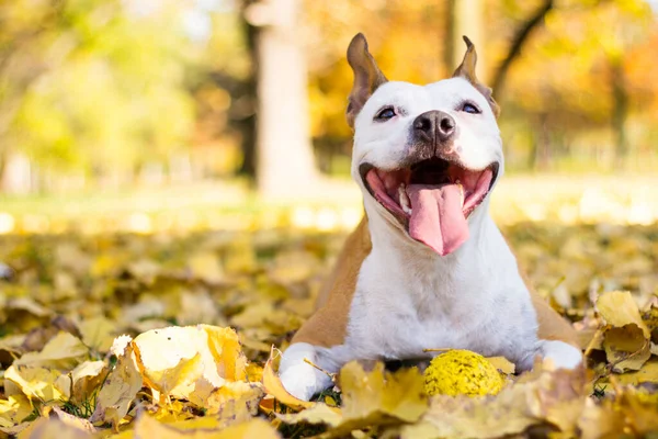 Smiling dog enjoying the beautiful sunny autumn day