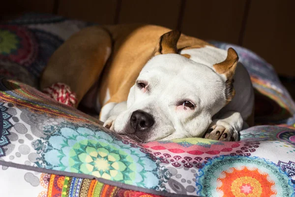 Dog Sleeping His Bed Home Interior — Fotografia de Stock