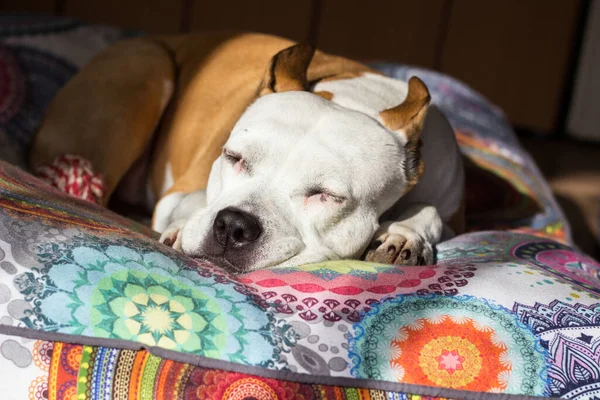 Cão Dormindo Sua Cama Casa Interior — Fotografia de Stock