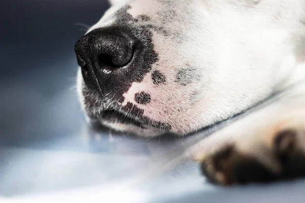 Крупный План Носа Рта Собаки Расфокусированной Лапой — стоковое фото
