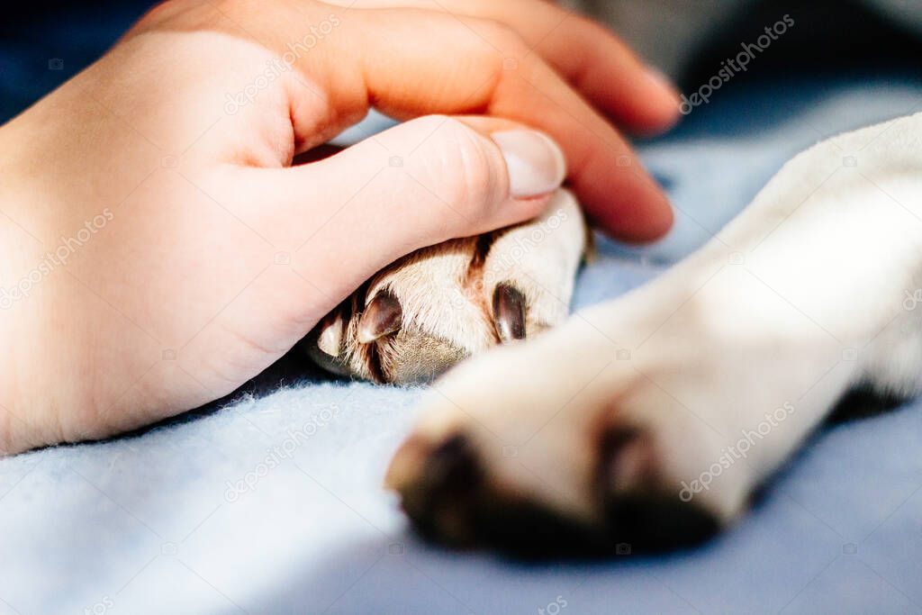 A young woman holds her dog's paw. The dog licks her hand