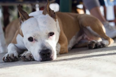 Yorgun köpek dışarıda dinleniyor. Bacaklarına yaslanarak