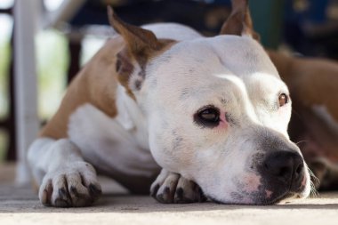 Yorgun köpek dışarıda dinleniyor. Bacaklarına yaslanarak