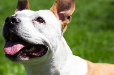 Dost canlısı köpek gülümsemesi, başka tarafa bakıyor. Halk parkında oynamak