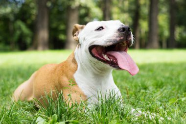 Mutlu ve şirin Amerikan Staffordshire Teriyerinin portresi