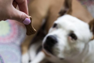 Köpek bisküvisi yerken yakından bak. Evcil hayvan sahibi oturma odasında köpeğini besliyor. Köpek ziyafet çekiyor.