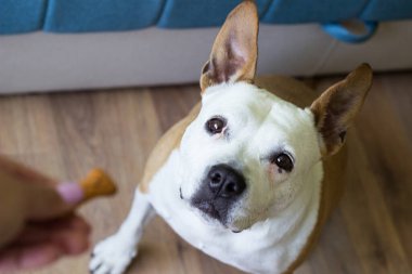 Köpek bisküvisi yerken yakından bak. Evcil hayvan sahibi oturma odasında köpeğini besliyor. Köpek ziyafet çekiyor.