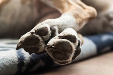 Köpek yatakta uyuyor. Köpek patileri.
