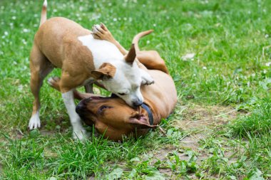 Staffordshire köpekleri parkta oynuyor.