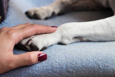 Genç bir kadın köpeğinin patisini tutuyor. Köpek elini yalıyor.
