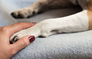 Genç bir kadın köpeğinin patisini tutuyor. Köpek elini yalıyor.