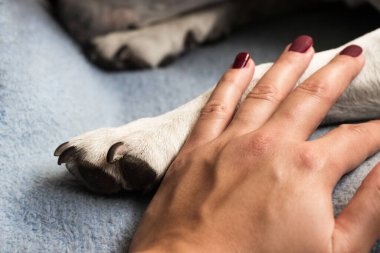 Genç bir kadın köpeğinin patisini tutuyor. Köpek elini yalıyor.