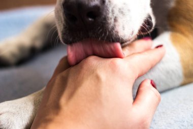Genç bir kadın köpeğinin patisini tutuyor. Köpek elini yalıyor.