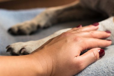 Genç bir kadın köpeğinin patisini tutuyor. Köpek elini yalıyor.