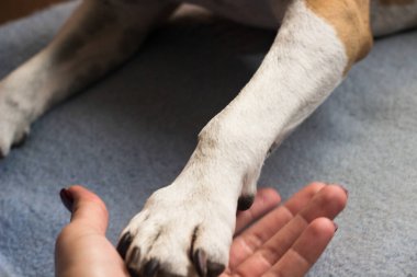 Genç bir kadın köpeğinin patisini tutuyor. Köpek elini yalıyor.