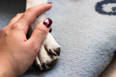 Genç bir kadın köpeğinin patisini tutuyor. Köpek elini yalıyor.