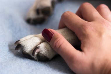 Genç bir kadın köpeğinin patisini tutuyor. Köpek elini yalıyor.