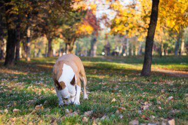Sarı sonbahar yapraklarının altındaki köpek. Bir köpek sonbahar parkında yürür ve koklar.