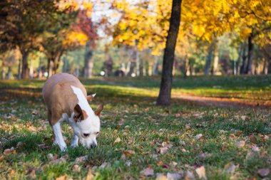 Sarı sonbahar yapraklarının altındaki köpek. Bir köpek sonbahar parkında yürür ve koklar.
