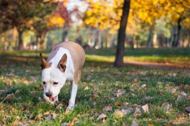 Sarı sonbahar yapraklarının altındaki köpek. Bir köpek sonbahar parkında yürür ve koklar.