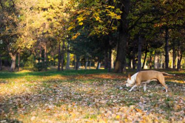 Sarı sonbahar yapraklarının altındaki köpek. Bir köpek sonbahar parkında yürür ve koklar.