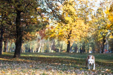 Sarı sonbahar yapraklarının altındaki köpek. Bir köpek sonbahar parkında yürür ve koklar.